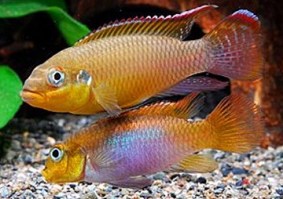 Pelvicachromis Taeniatus Lobe XL